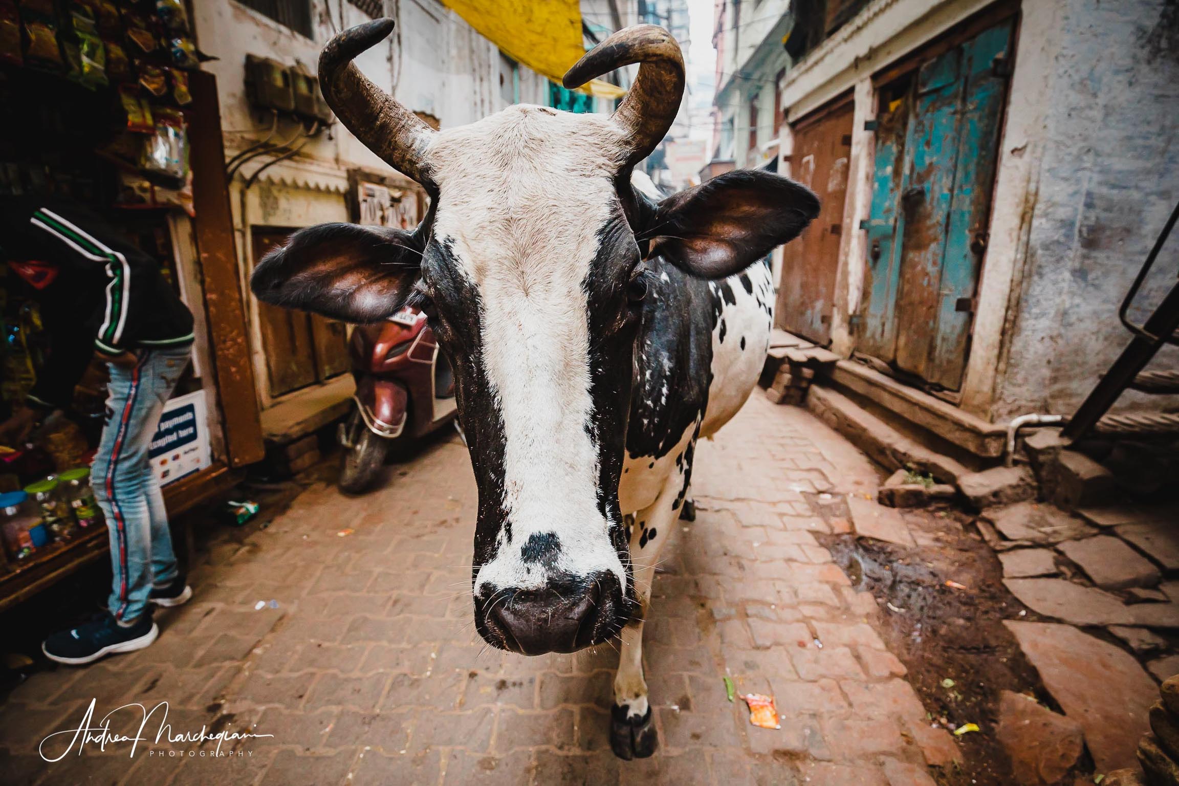 Una vacca sacra a Varanasi, Uttar Pradesh,  India