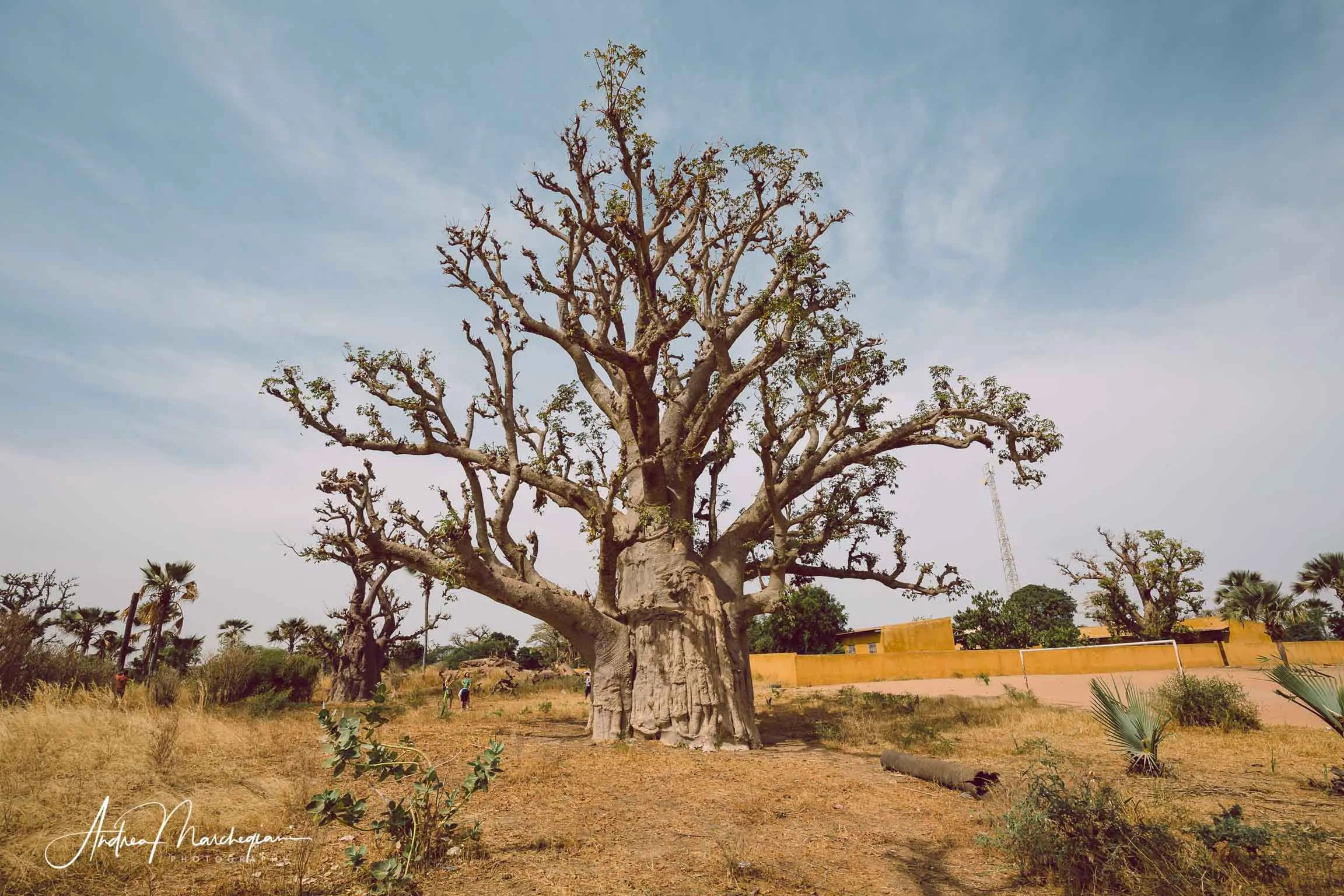 travel-senegal-baobab