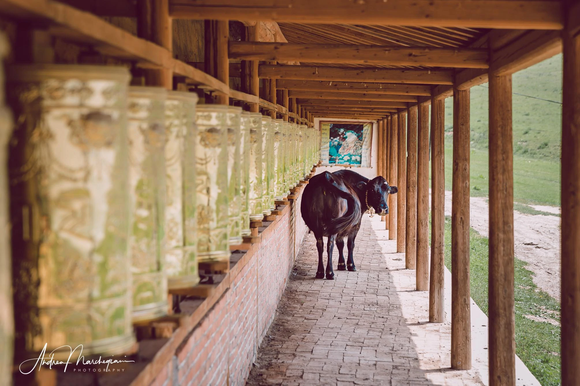 viaggio-cina-ganja-grasslands-19