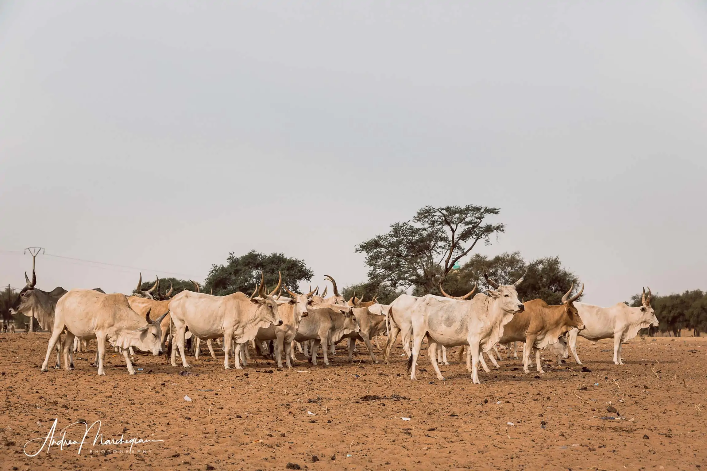 viaggio-senegal-villaggio-peul-sagatta-15