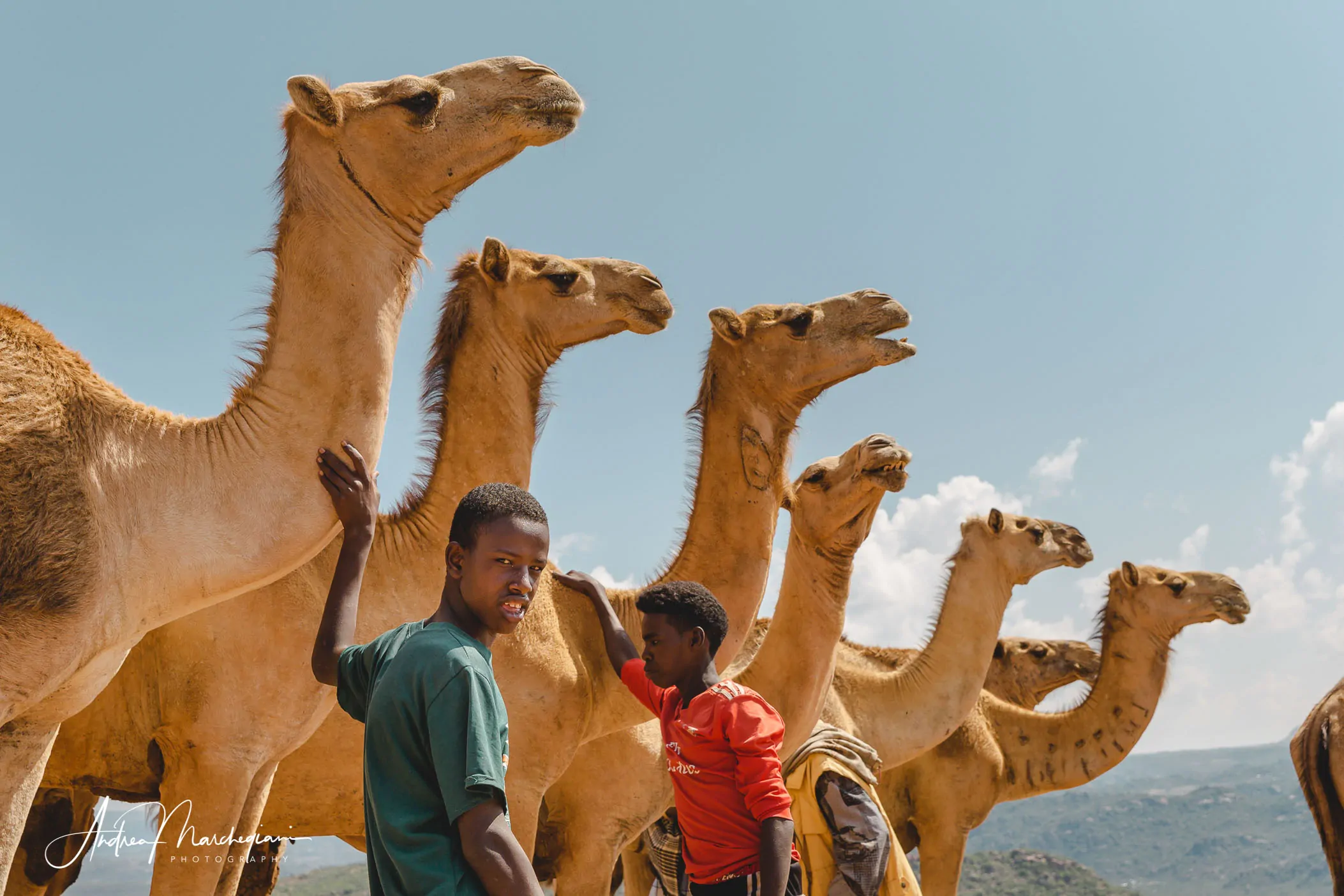 babile-ethiopia-camel-market-50