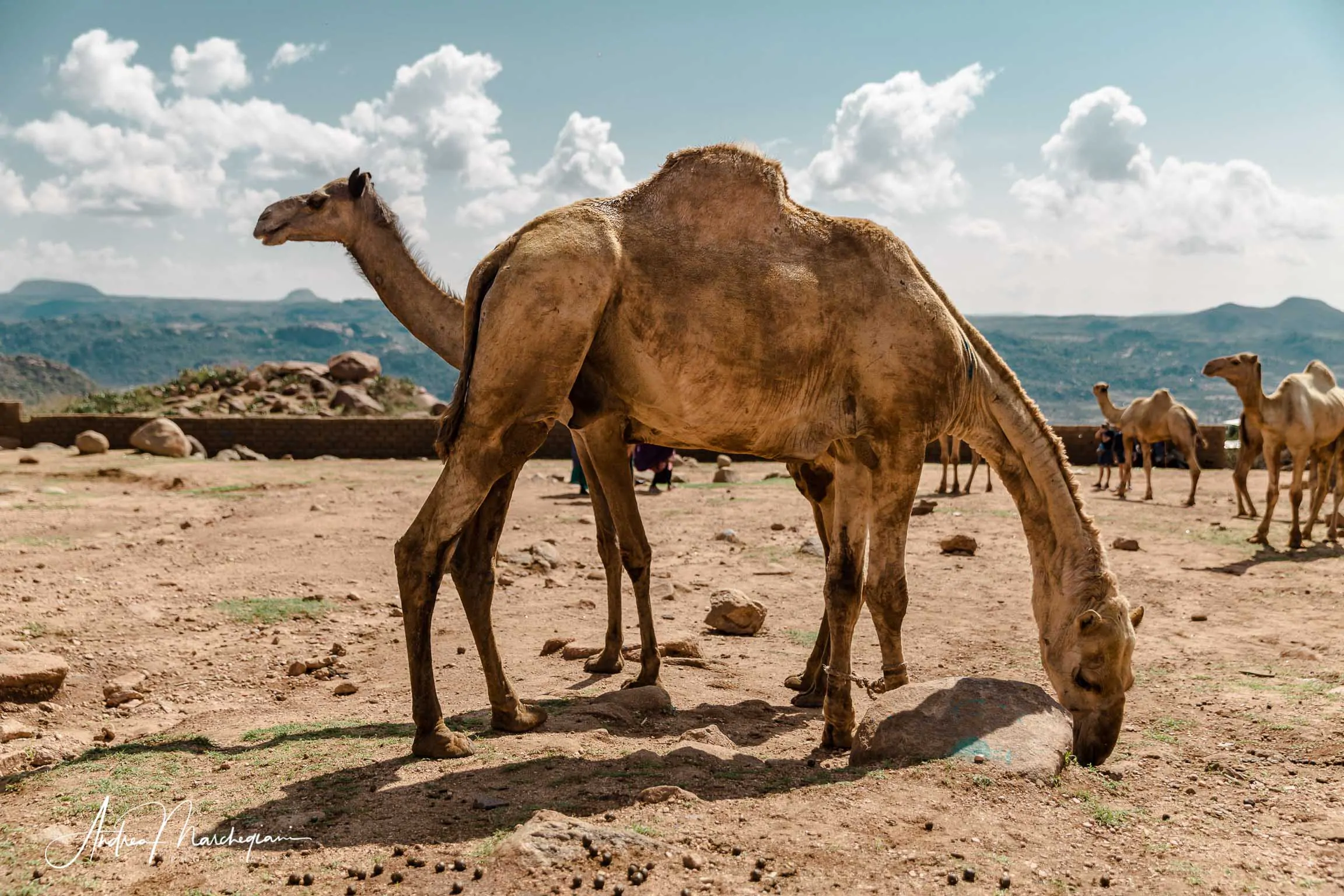 babile-etiopia-mercato-dromedari-cammelli-49