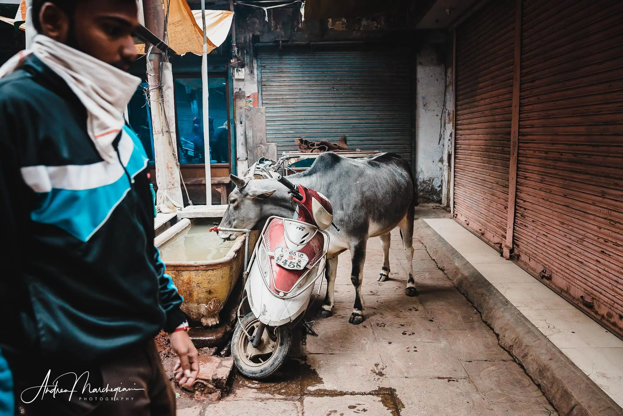 mucca-beve-in-strada-varanasi