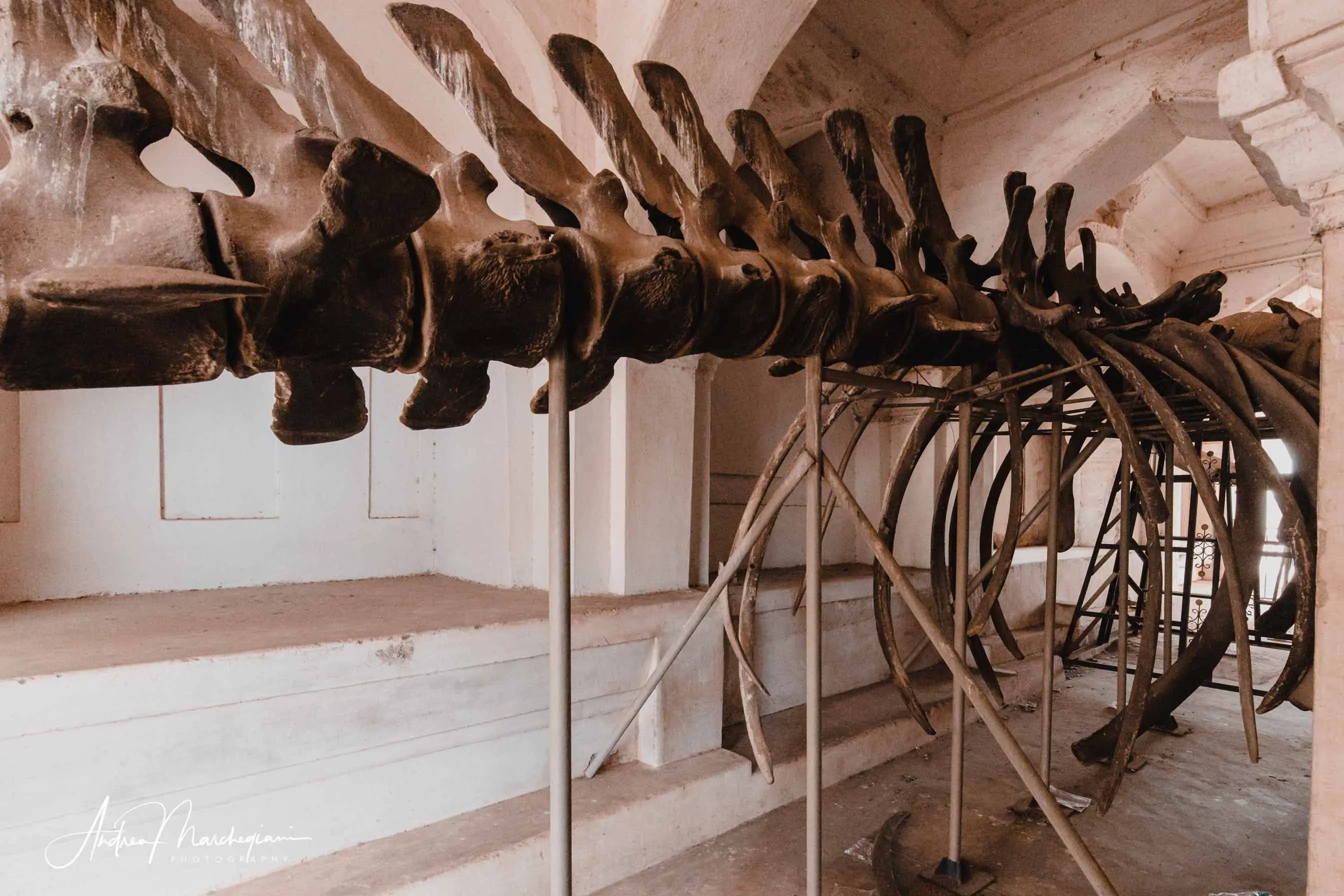 palazzo-reale-thanjavur-balena-scheletro