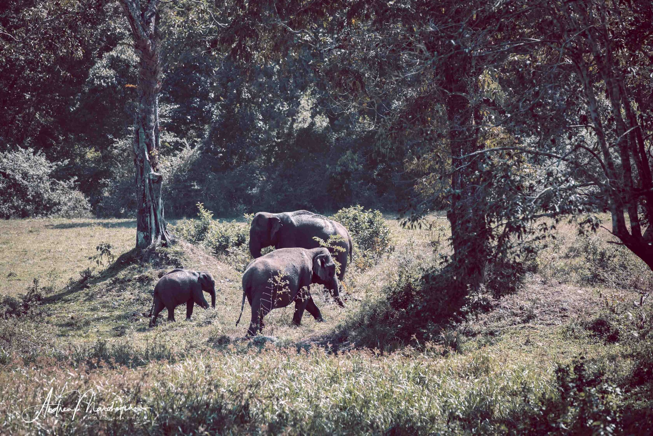 Periyar National Park, wildlife in Kerala | India Travel Blog